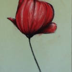 Coquelicot_02_565x380