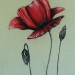 Coquelicot_03_565x380