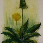 Pissenlit_705x500