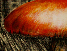 &ldquo;Un champignon dans la ville&rdquo;