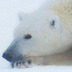 URSA